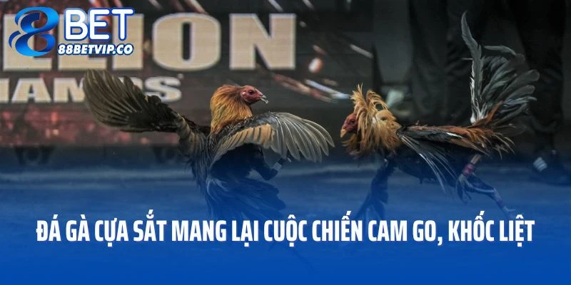 Đá gà cựa sắt mang lại cuộc chiến cam go, khốc liệt